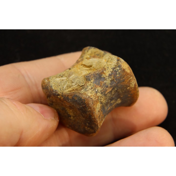 vertèbre de dinosaure hadrosaure : edmontosaure