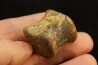 vertebra dinosaur hadrosaure : edmontosaure