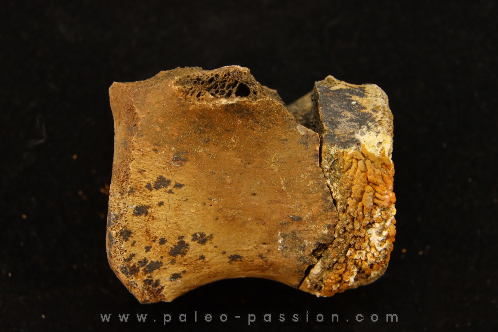 vertebra dinosaur hadrosaure : edmontosaure