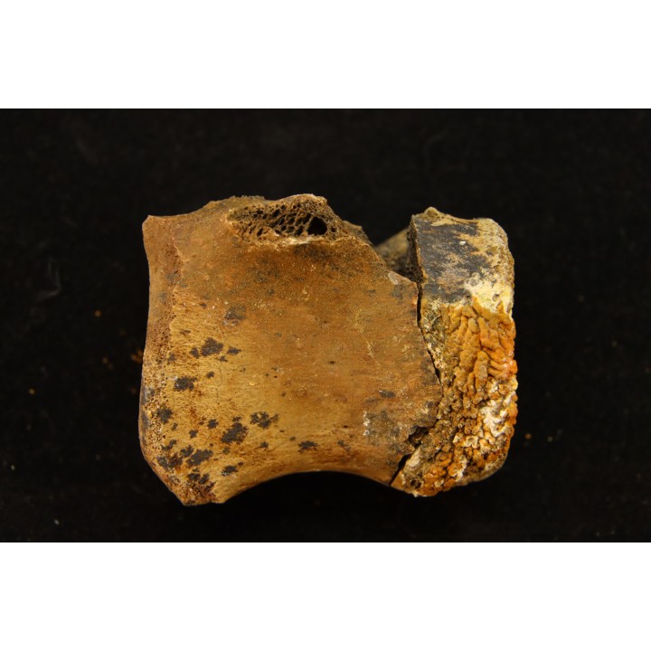 vertebra dinosaur hadrosaure : edmontosaure