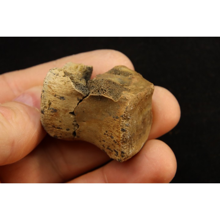 vertèbre de dinosaure hadrosaure : edmontosaure