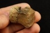 vertebra dinosaur hadrosaure : edmontosaure