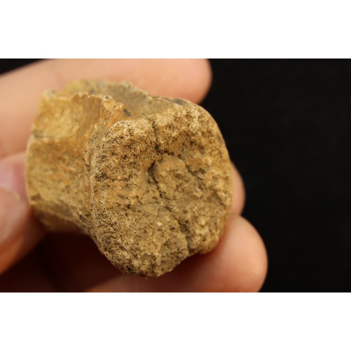 vertebra dinosaur hadrosaure : edmontosaure