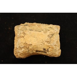vertebra dinosaur hadrosaure : edmontosaure
