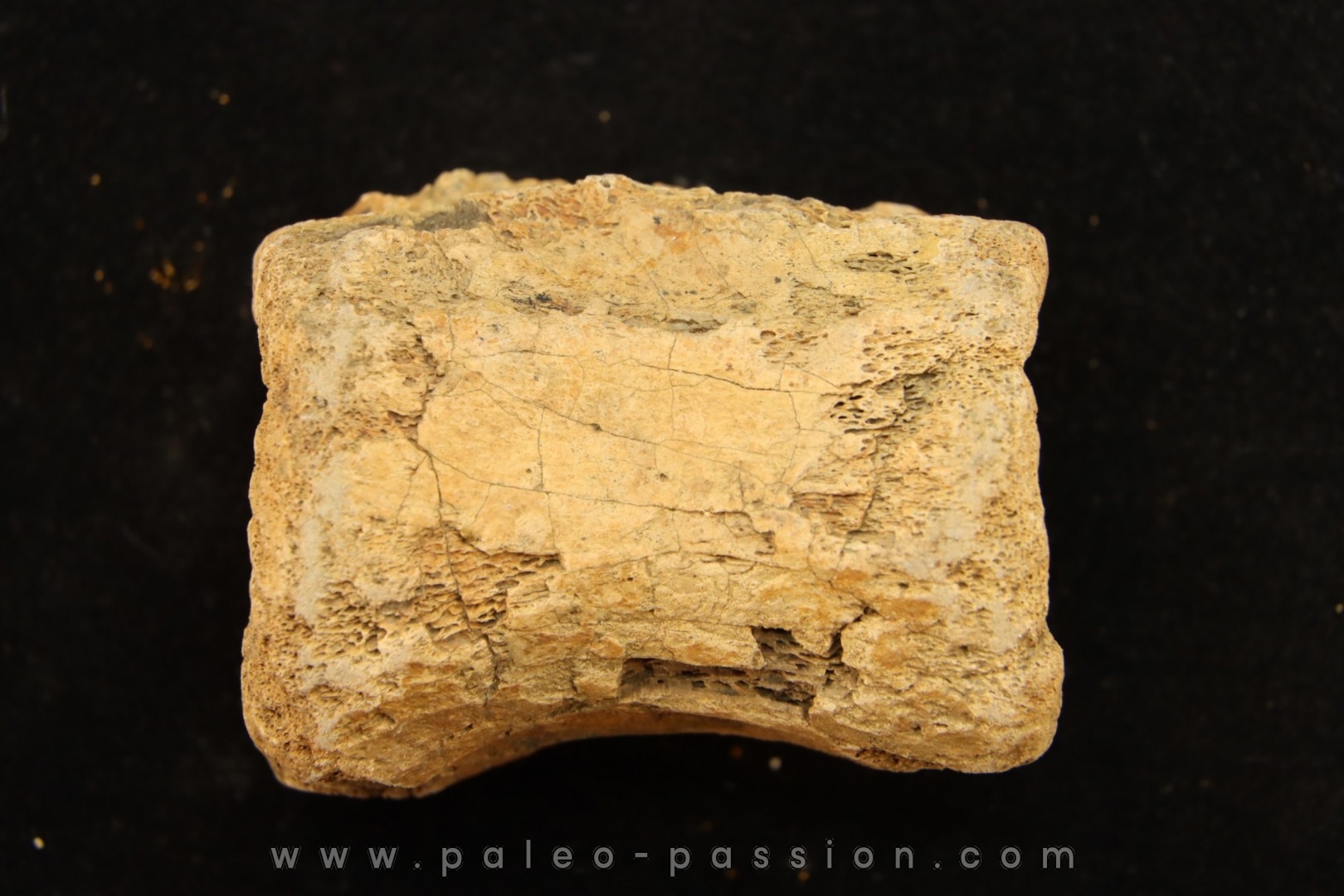 vertebra dinosaur hadrosaure : edmontosaure