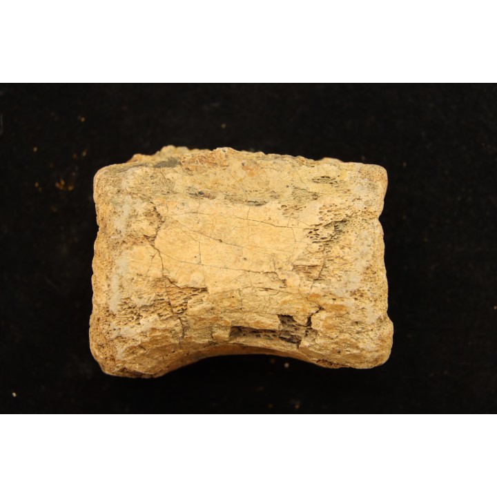 vertebra dinosaur hadrosaure : edmontosaure