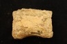 vertèbre de dinosaure hadrosaure : edmontosaure