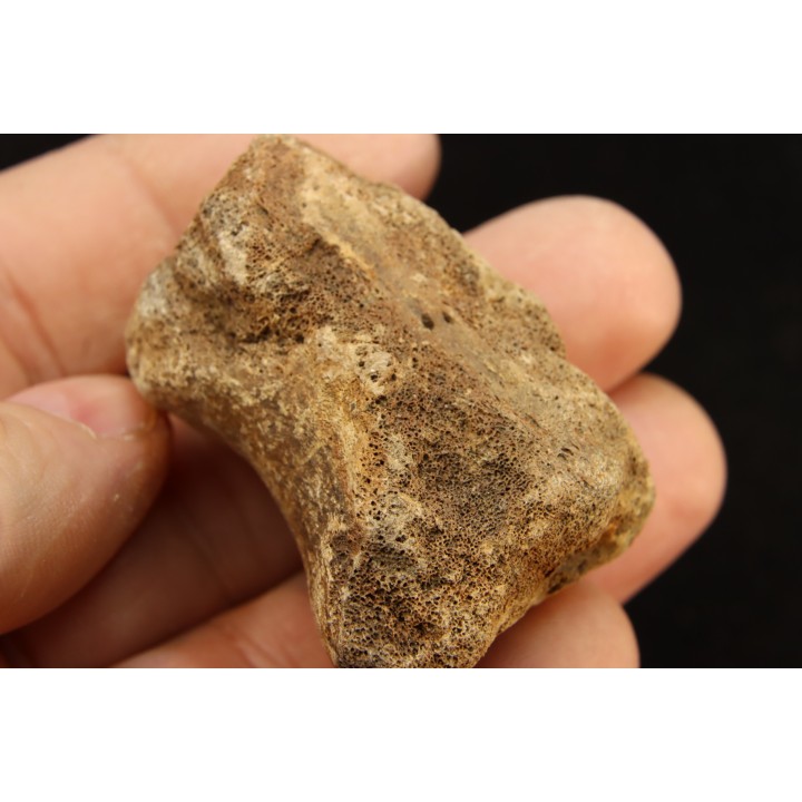 vertebra dinosaur hadrosaure : edmontosaure