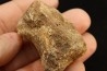 vertèbre de dinosaure hadrosaure : edmontosaure