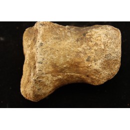 vertèbre de dinosaure hadrosaure : edmontosaure