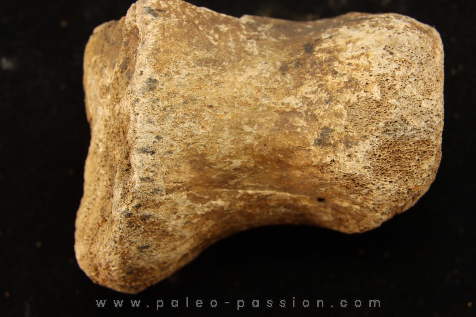 vertebra dinosaur hadrosaure : edmontosaure
