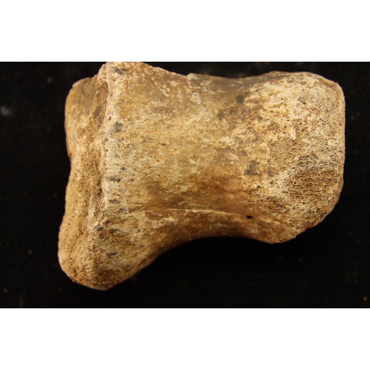 vertèbre de dinosaure hadrosaure : edmontosaure