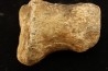 vertebra dinosaur hadrosaure : edmontosaure