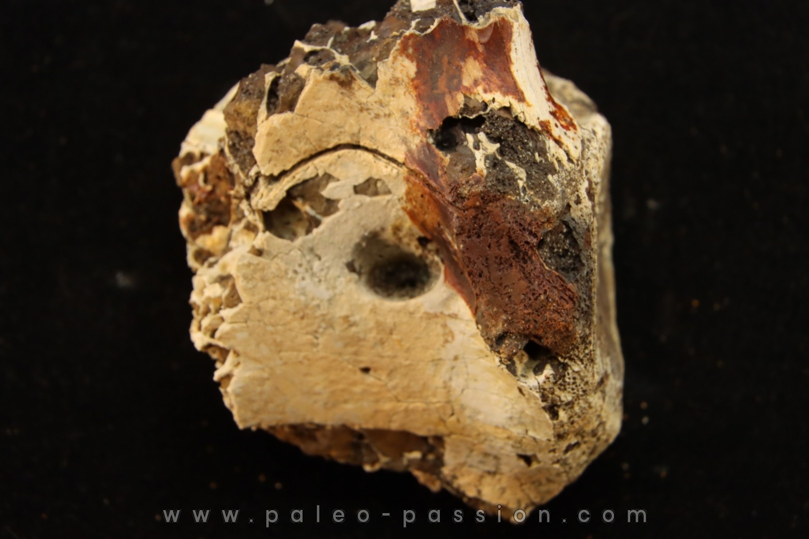 vertebra dinosaur hadrosaure : edmontosaure