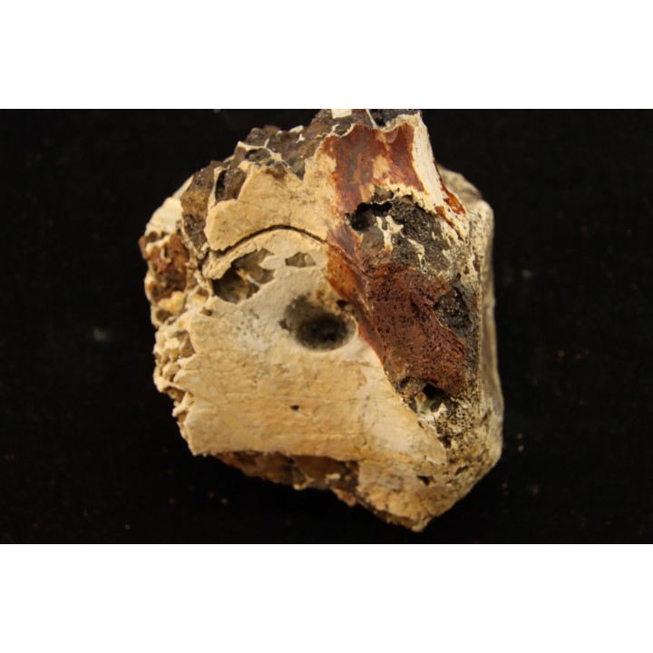 vertèbre de dinosaure hadrosaure : edmontosaure