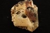 vertèbre de dinosaure hadrosaure : edmontosaure