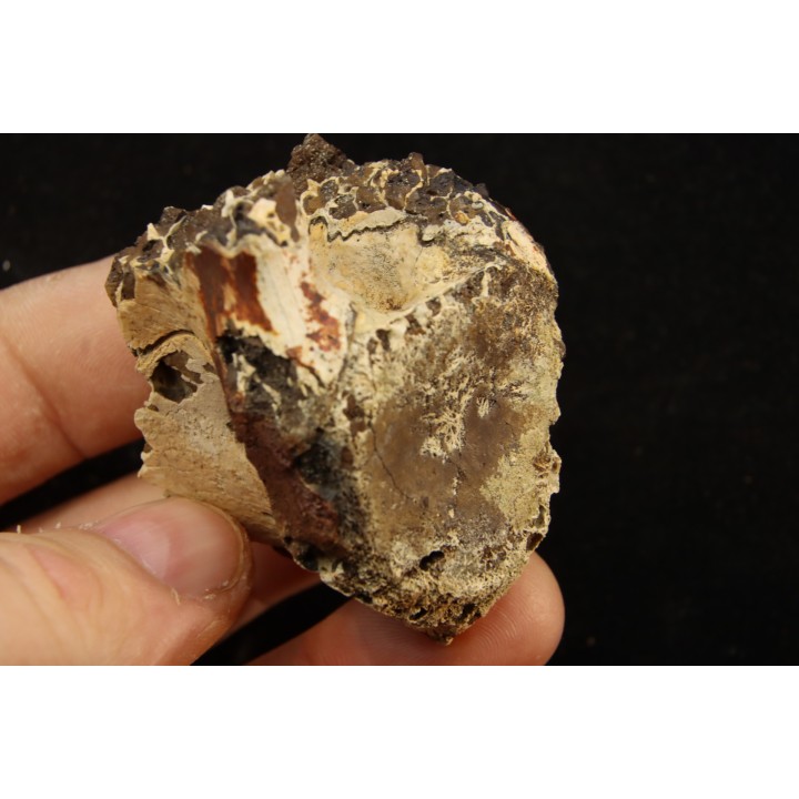 vertebra dinosaur hadrosaure : edmontosaure