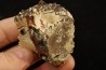 vertèbre de dinosaure hadrosaure : edmontosaure