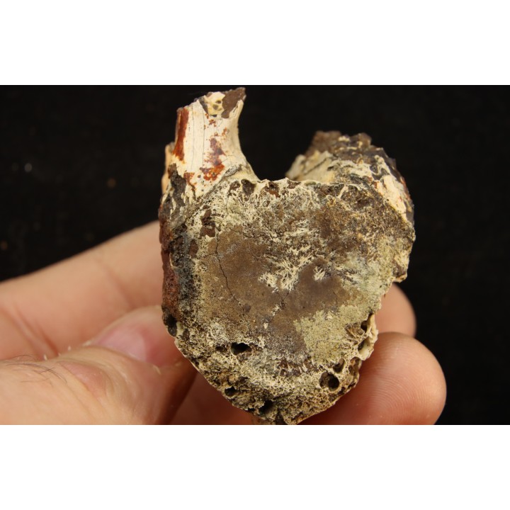 vertèbre de dinosaure hadrosaure : edmontosaure