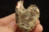 vertebra dinosaur hadrosaure : edmontosaure