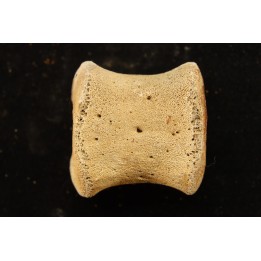 vertèbre de dinosaure hadrosaure : edmontosaure