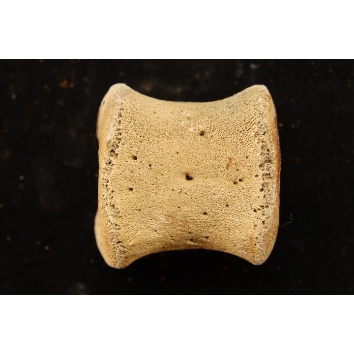 vertebra dinosaur hadrosaure : edmontosaure
