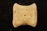 vertèbre de dinosaure hadrosaure : edmontosaure