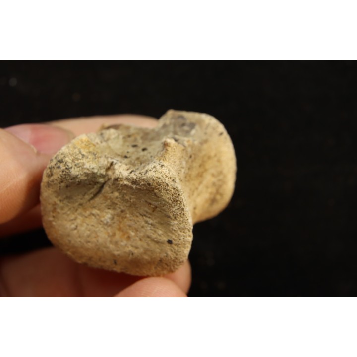 vertèbre de dinosaure hadrosaure : edmontosaure