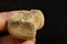 vertebra dinosaur hadrosaure : edmontosaure