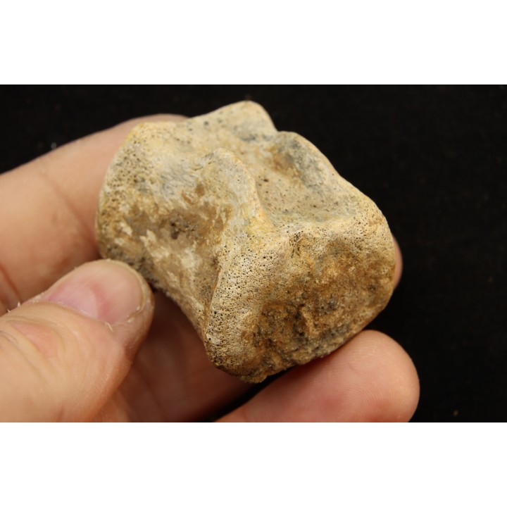 vertebra dinosaur hadrosaure : edmontosaure