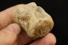 vertebra dinosaur hadrosaure : edmontosaure