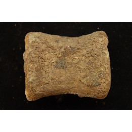 vertèbre de dinosaure hadrosaure : edmontosaure