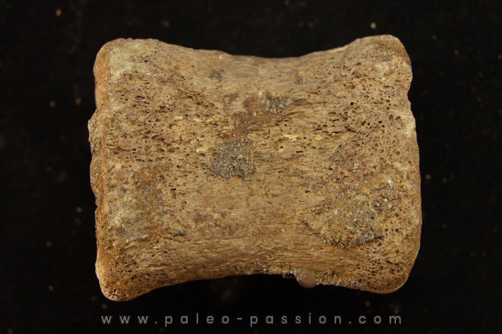 vertèbre de dinosaure hadrosaure : edmontosaure