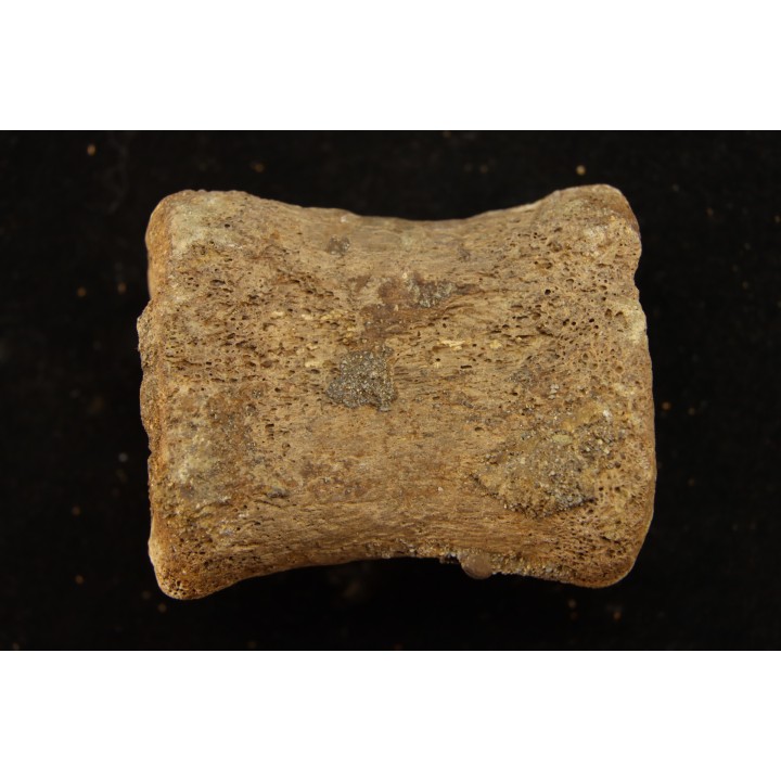 vertèbre de dinosaure hadrosaure : edmontosaure
