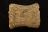 vertèbre de dinosaure hadrosaure : edmontosaure