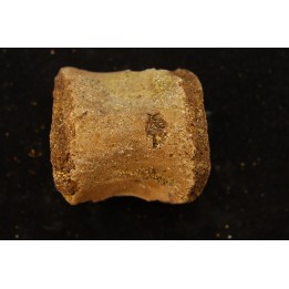 vertèbre de dinosaure hadrosaure : edmontosaure