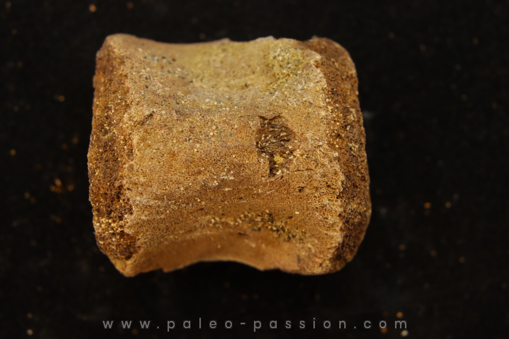 vertebra dinosaur hadrosaure : edmontosaure