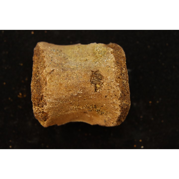 vertèbre de dinosaure hadrosaure : edmontosaure