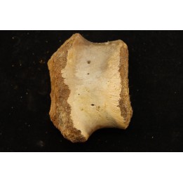 vertebra dinosaur hadrosaure : edmontosaure