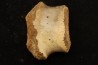 vertèbre de dinosaure hadrosaure : edmontosaure