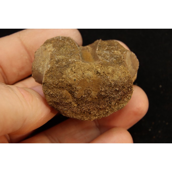 vertebra dinosaur hadrosaure : edmontosaure