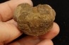 vertèbre de dinosaure hadrosaure : edmontosaure