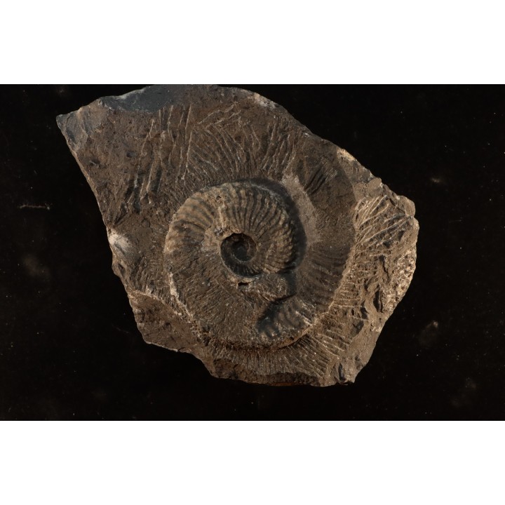 Trachyceras sinensis - Norien, Tuvalien - Xiaowa formation - Guizhou, Chine