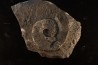 Trachyceras sinensis - Norien, Tuvalien - Xiaowa formation - Guizhou, Chine