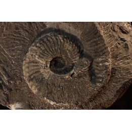 Trachyceras sinensis - Norian, Tuvalian - Xiaowa formation - Guizhou, China