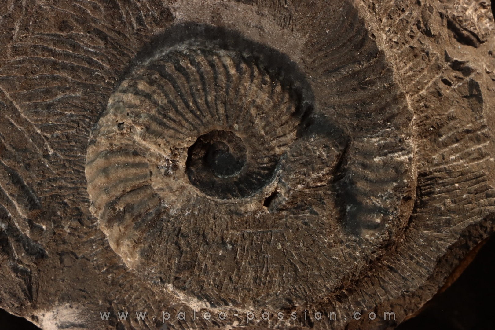 Trachyceras sinensis - Norian, Tuvalian - Xiaowa formation - Guizhou, China