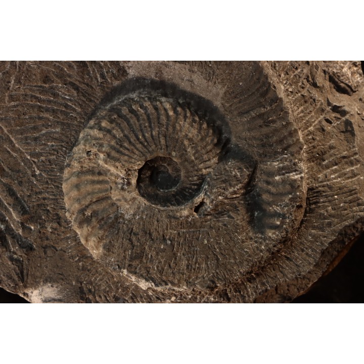 Trachyceras sinensis - Norien, Tuvalien - Xiaowa formation - Guizhou, Chine