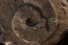 Trachyceras sinensis - Norian, Tuvalian - Xiaowa formation - Guizhou, China