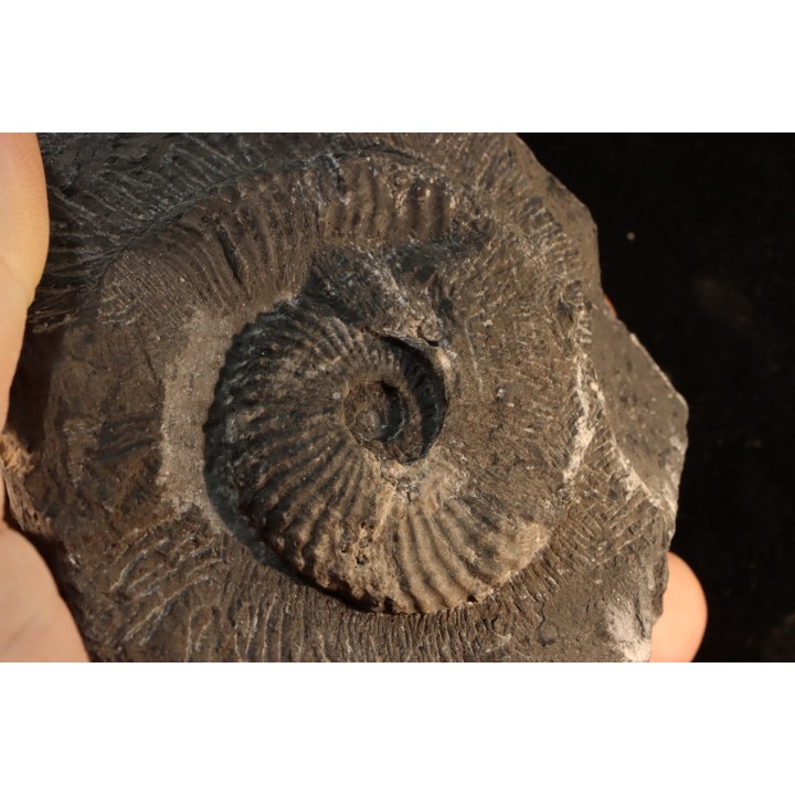 Trachyceras sinensis - Norian, Tuvalian - Xiaowa formation - Guizhou, China