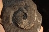 Trachyceras sinensis - Norien, Tuvalien - Xiaowa formation - Guizhou, Chine